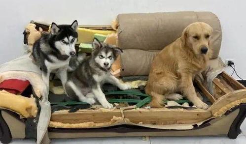 哈士奇海绵爆料视频播放,萌宠搞笑瞬间大盘点 第1张 哈士奇海绵爆料视频播放,萌宠搞笑瞬间大盘点 第1张