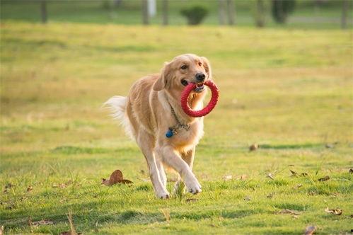 狗狗最新爆料视频播放,揭秘宠物界的秘密生活 第1张 狗狗最新爆料视频播放,揭秘宠物界的秘密生活 第1张